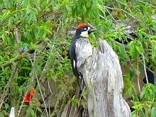 Acorn Woodpecker